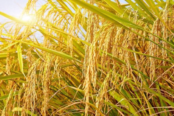钰香优1459水稻种简介，每亩有效穗数15.7万穗