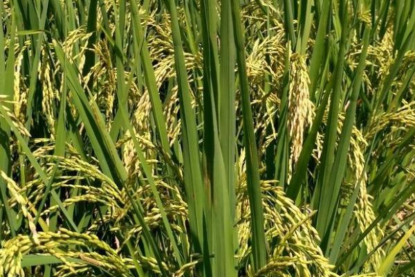 钰香优1459水稻种简介，每亩有效穗数15.7万穗