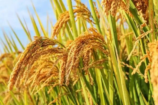 泰3优丽香占水稻品种简介，一般3月上旬至4月上旬播种