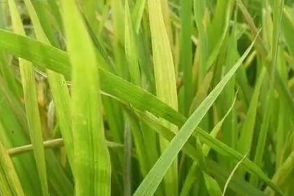 徽优588水稻品种的特性，每亩有效穗数14.6万穗