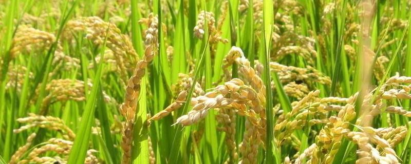 川两优715水稻品种简介，全生育期153.3天