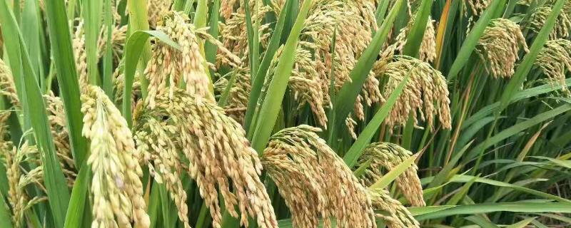 启两优5410水稻品种的特性，每亩插足基本苗9万以上