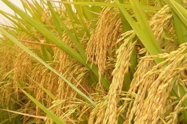 川种优6099水稻种简介，秧田播种量每亩10.0千克
