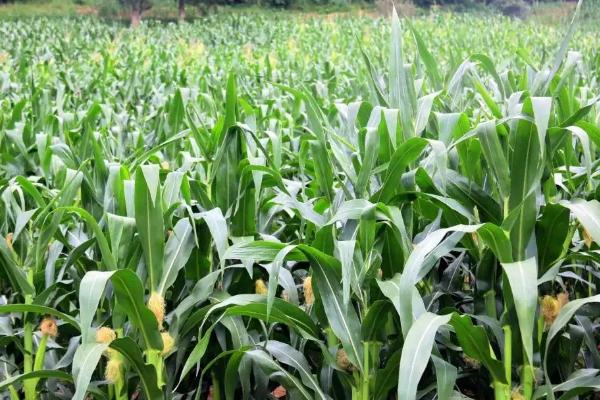 京双甜382玉米种子简介，在中等肥力以上地块栽培