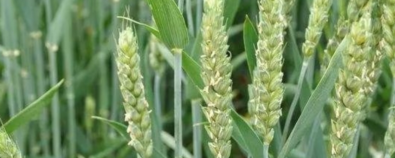 石农958小麦种子特征特性，足墒播种