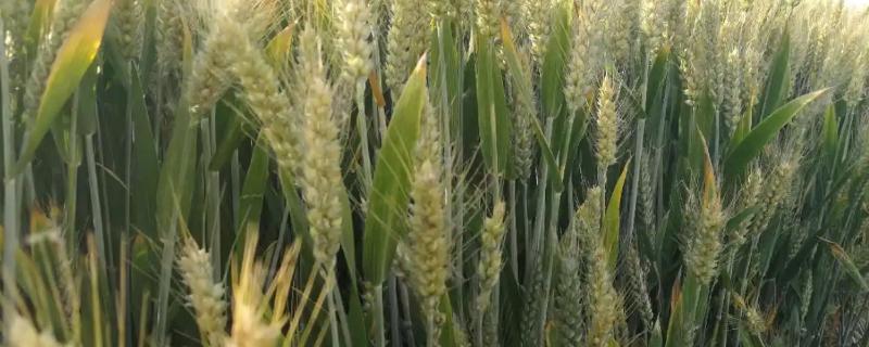衡麦31小麦品种的特性，每亩适宜基本苗20～25万