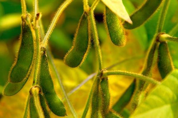 沧豆15大豆种子介绍，适宜播期6月中下旬