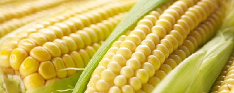 白糯99玉米品种的特性，适宜播期4月下旬至6月中旬