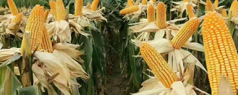 天禾D66玉米种子特征特性，注意防治玉米螟和蚜虫