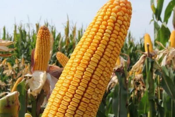 常丰179玉米品种简介，适宜播期4月下旬至5月上旬