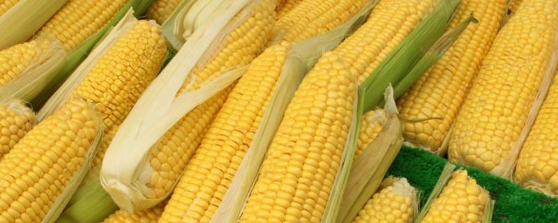 众帮119玉米种子特征特性，生育期120天左右