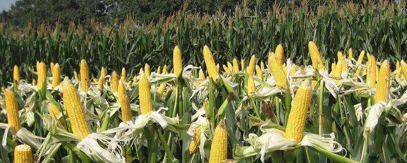 宏恺706玉米种子简介，苗期注意防治粘虫