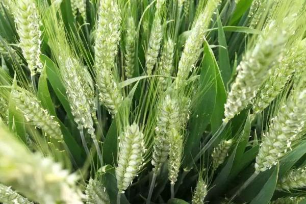 首佳糯麦801小麦种子介绍，该品种属半冬性中熟品种