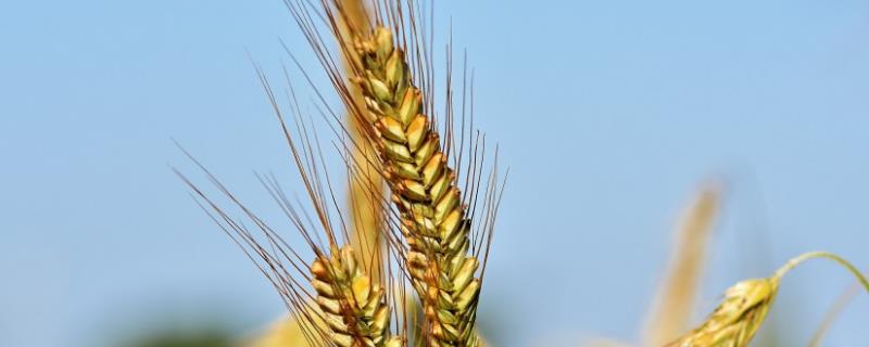 首佳糯麦801小麦种子介绍，该品种属半冬性中熟品种