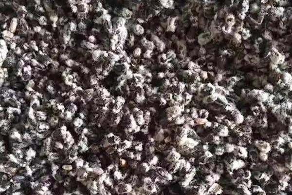 邯816棉花种子特点，棉铃虫一般年份不需防治