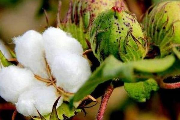 邯816棉花种子特点，棉铃虫一般年份不需防治