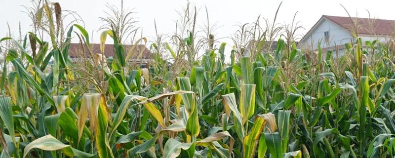 晶甜668玉米品种的特性，中抗茎腐病（21.1%MR）