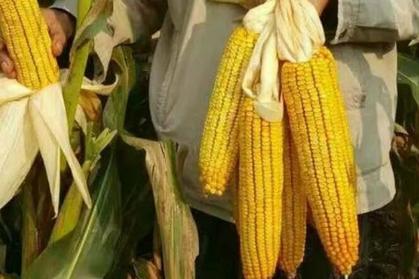 DF1569玉米种子特点，出苗至成熟110天左右