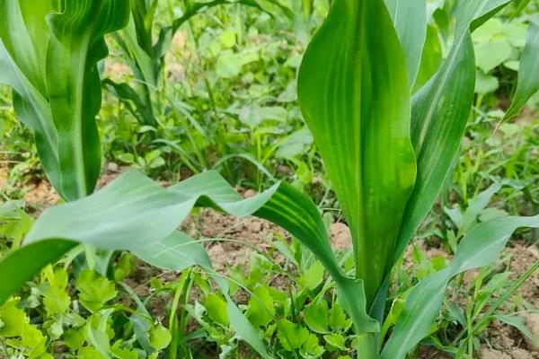 锋玉19玉米品种的特性，注意防治丝黑穗病