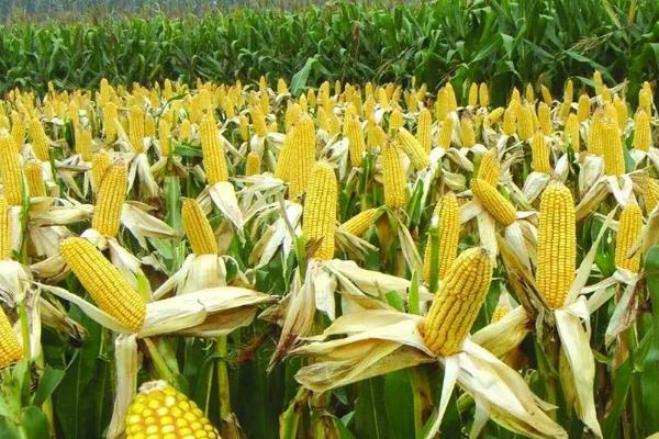 九玉66玉米种子特征特性，出苗至成熟116天左右