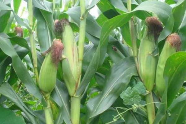 齐丰117玉米种简介，中抗茎腐病（27.9%MR）