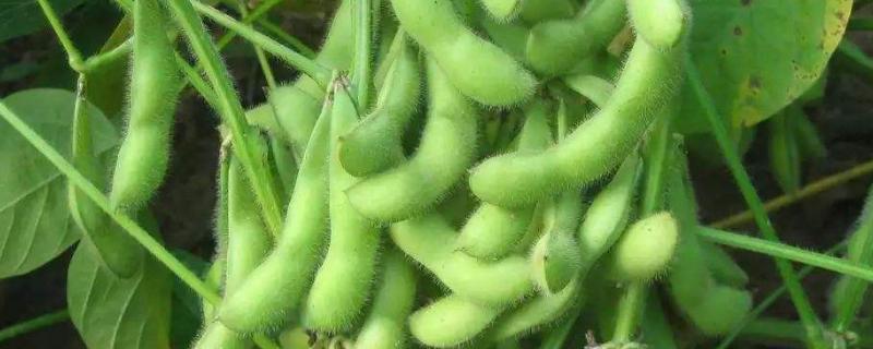 鑫兴3号大豆种子特征特性，生育期113天左右