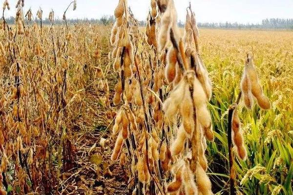 甘豆5号大豆种子简介，生育期103天左右