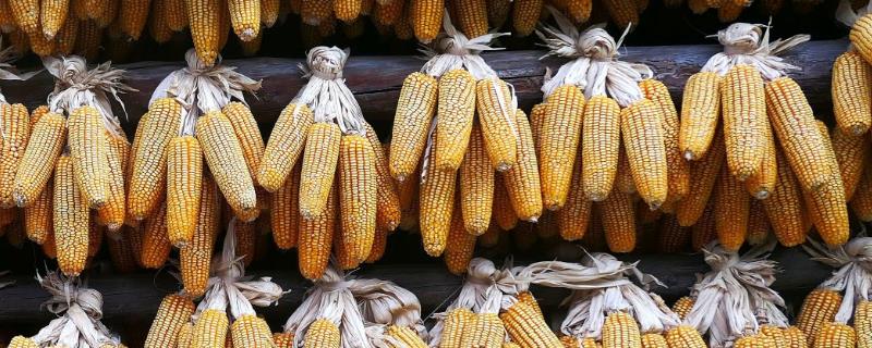 富谷A8玉米种子特征特性，经鉴定中抗大斑病