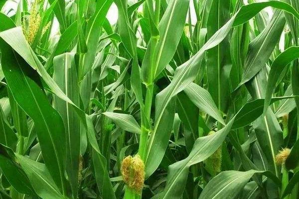圣吉丰1661玉米品种简介，春播出苗至成熟129天