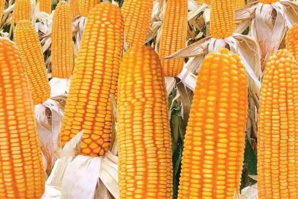 富谷A8玉米种子特征特性，经鉴定中抗大斑病