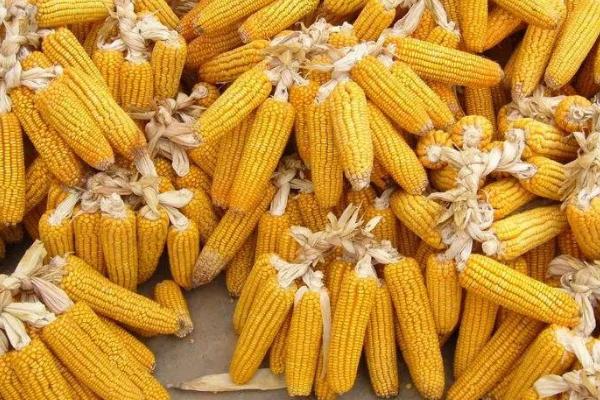 铁甜601玉米种子特征特性，种子用种衣剂包衣防治地下害虫