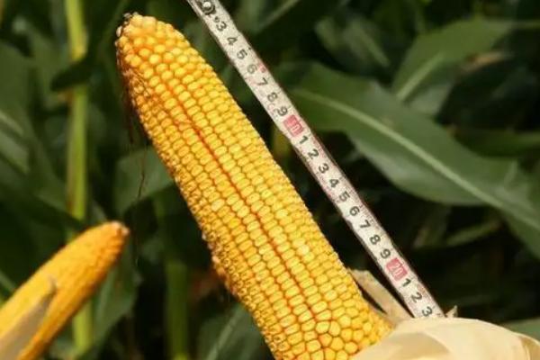 辽盛禾198玉米种子特点，适宜在肥力中上等的地块种植