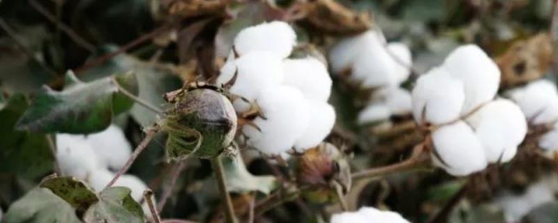 辽棉52棉花种简介，高抗枯萎病