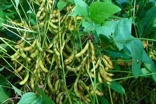 沈农豆34大豆种子介绍，中等以上肥力地块上种植
