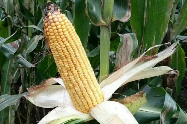 佳态17玉米种简介，4月下旬至5月上旬播种