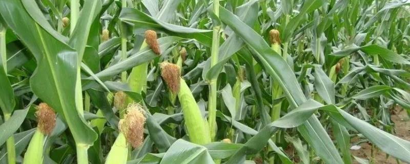 吉科玉189玉米种子特征特性，中抗茎腐病