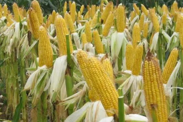 先育2号玉米品种的特性，4月下旬至5月上旬播种