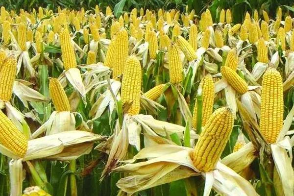 DK339玉米种子特征特性，中等肥力以上地块栽培