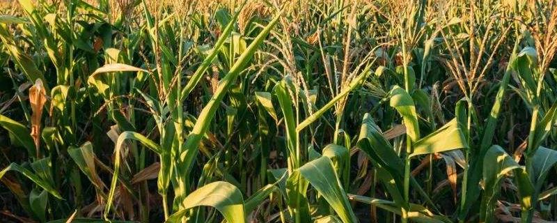 吉单426玉米种子简介，晚熟品种