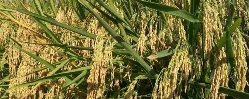 碧9优华占水稻品种的特性，综合防治病虫害