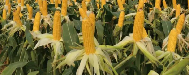 广白糯1号玉米品种简介，追尿素每亩15千克