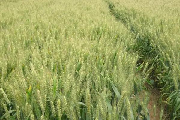滇麦9号小麦种简介，生育期176天