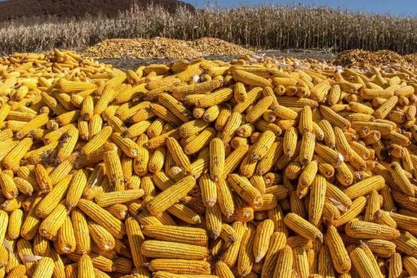 陕科536玉米种子简介，两年区试平均生育期129天