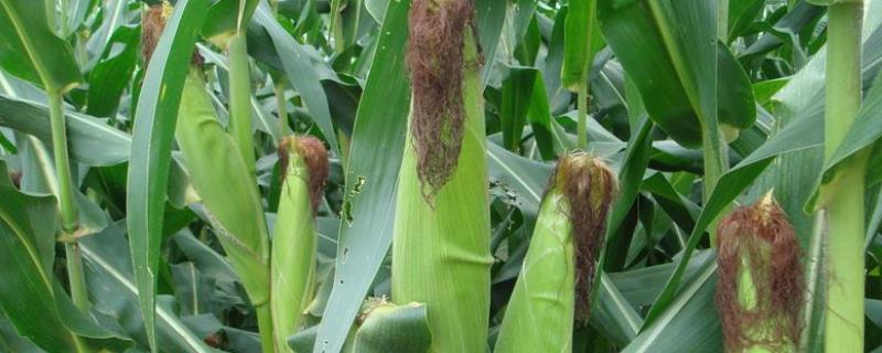 艾米歌甜5号玉米种子介绍，中抗纹枯病