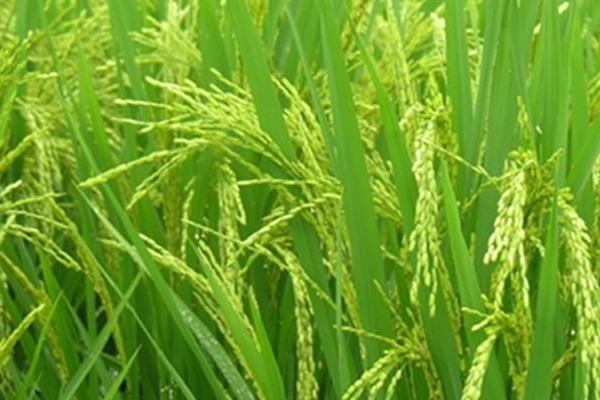 广8优8318水稻种子简介，该品种株高中等