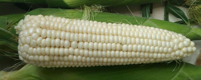 科甜4号玉米品种的特性，中抗纹枯病
