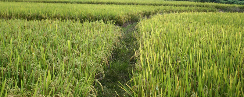 中江粳228水稻品种的特性，每亩栽插2万穴