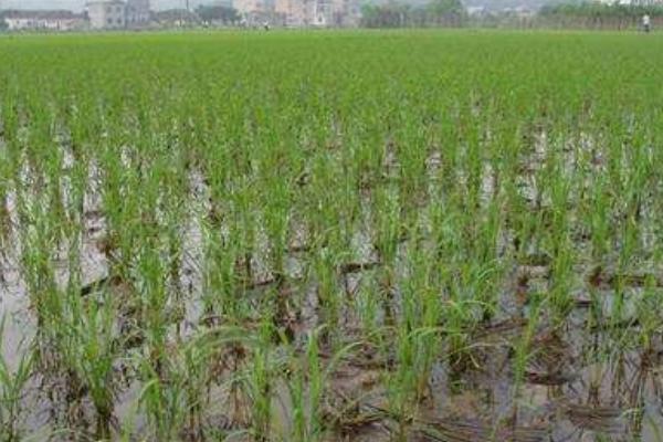 浙粳78水稻种子介绍，该品种株高适中