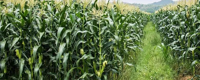 TH3366玉米种简介，普通夏玉米品种