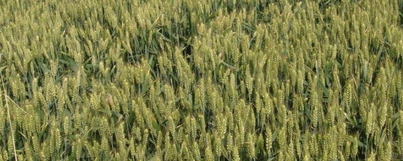涡麦404小麦种子特征特性，为中强筋品种